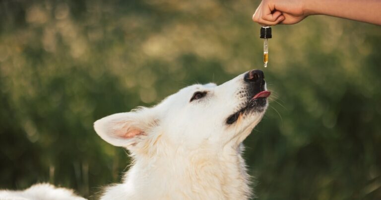 Best CBD oil for dogs