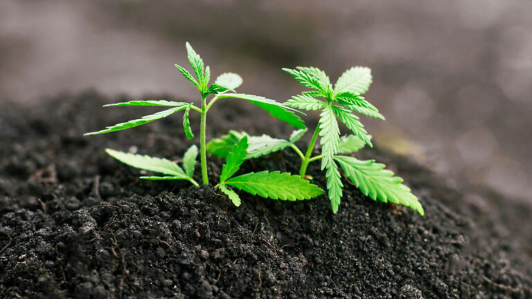 Organic Feminized CBD Seeds oil