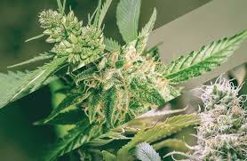 Understanding the Advantages of Hybrid Cannabis Seeds