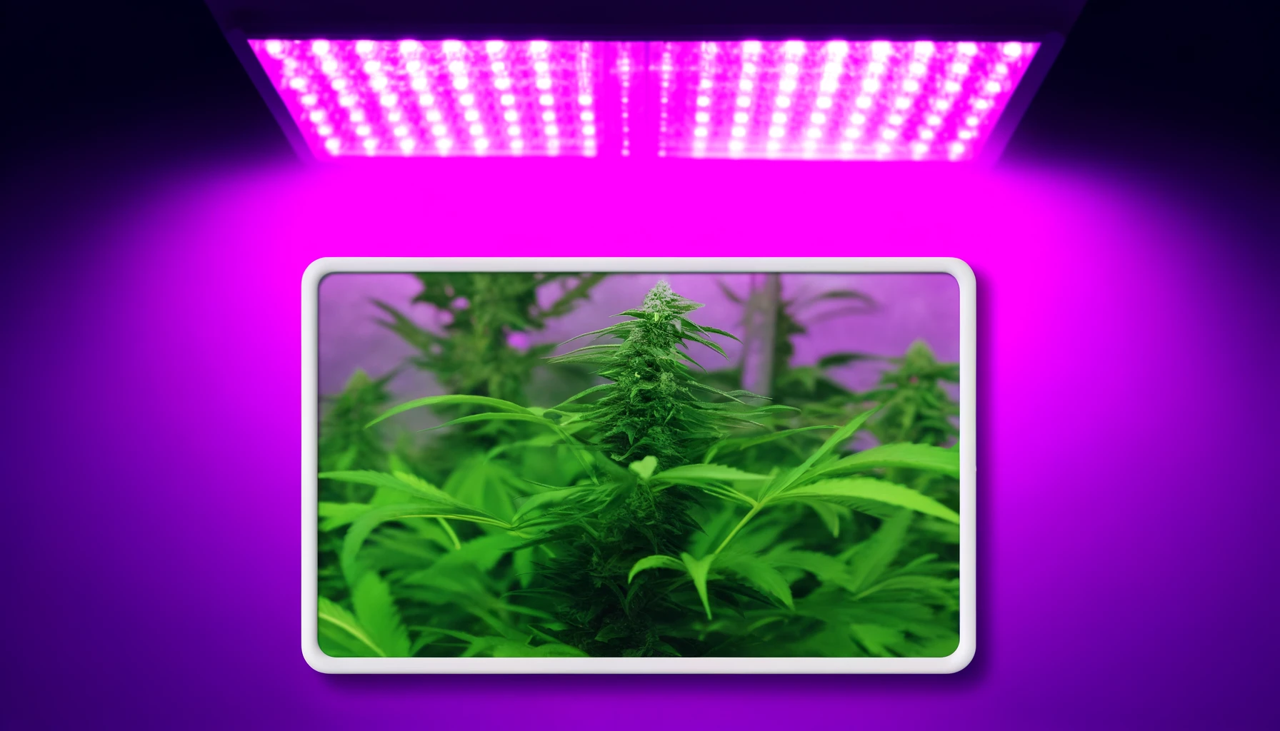 hybrid cannabis seeds importance