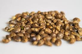 Exploring Different Types of Hybrid Cannabis Seeds