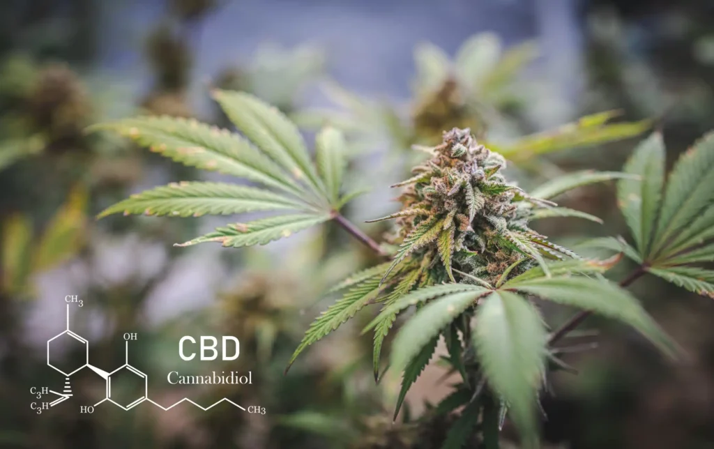 CBD