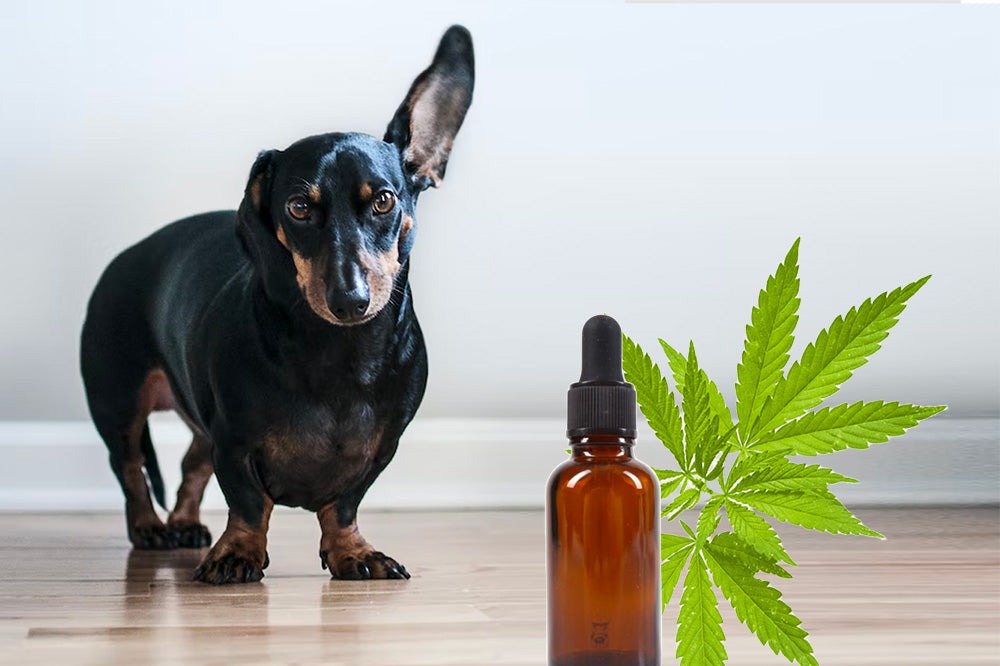 cbd oil for pets