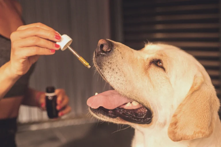CBD for anxious pet