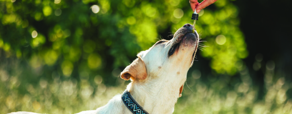 CBD for anxious pets